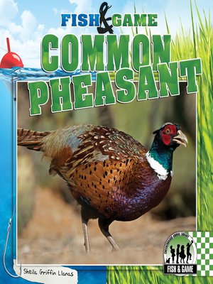 cover image of Common Pheasant